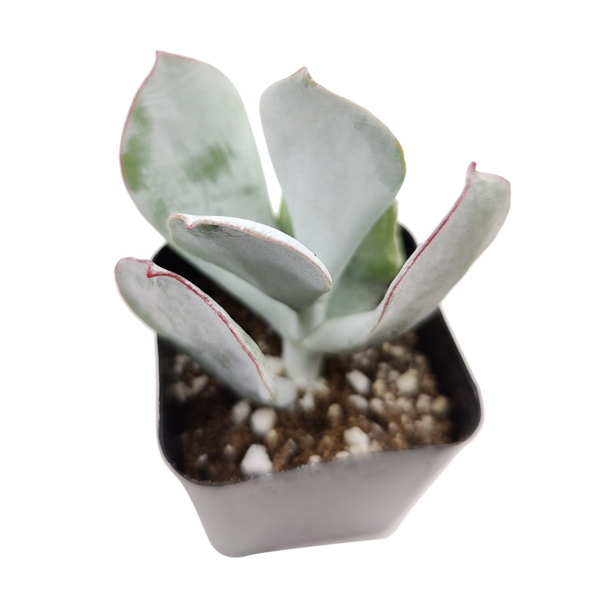 Cotyledon Orbiculata Pig's Ear