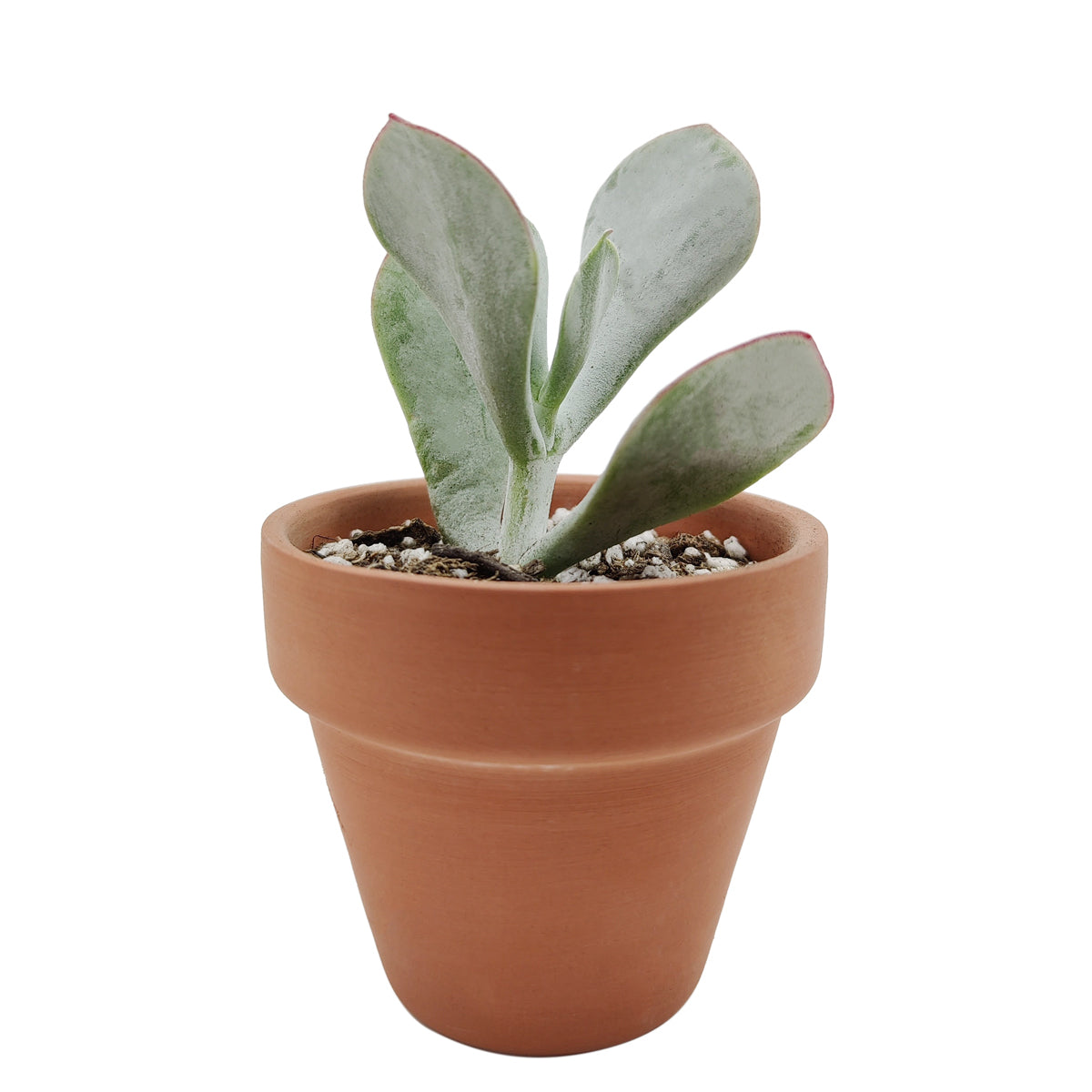 Cotyledon Orbiculata Pig's Ear