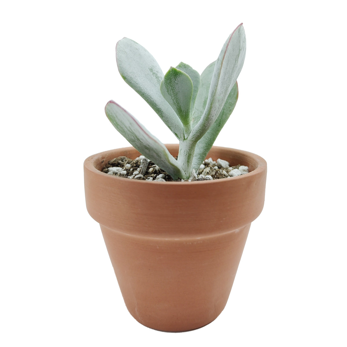 Cotyledon Orbiculata Pig's Ear