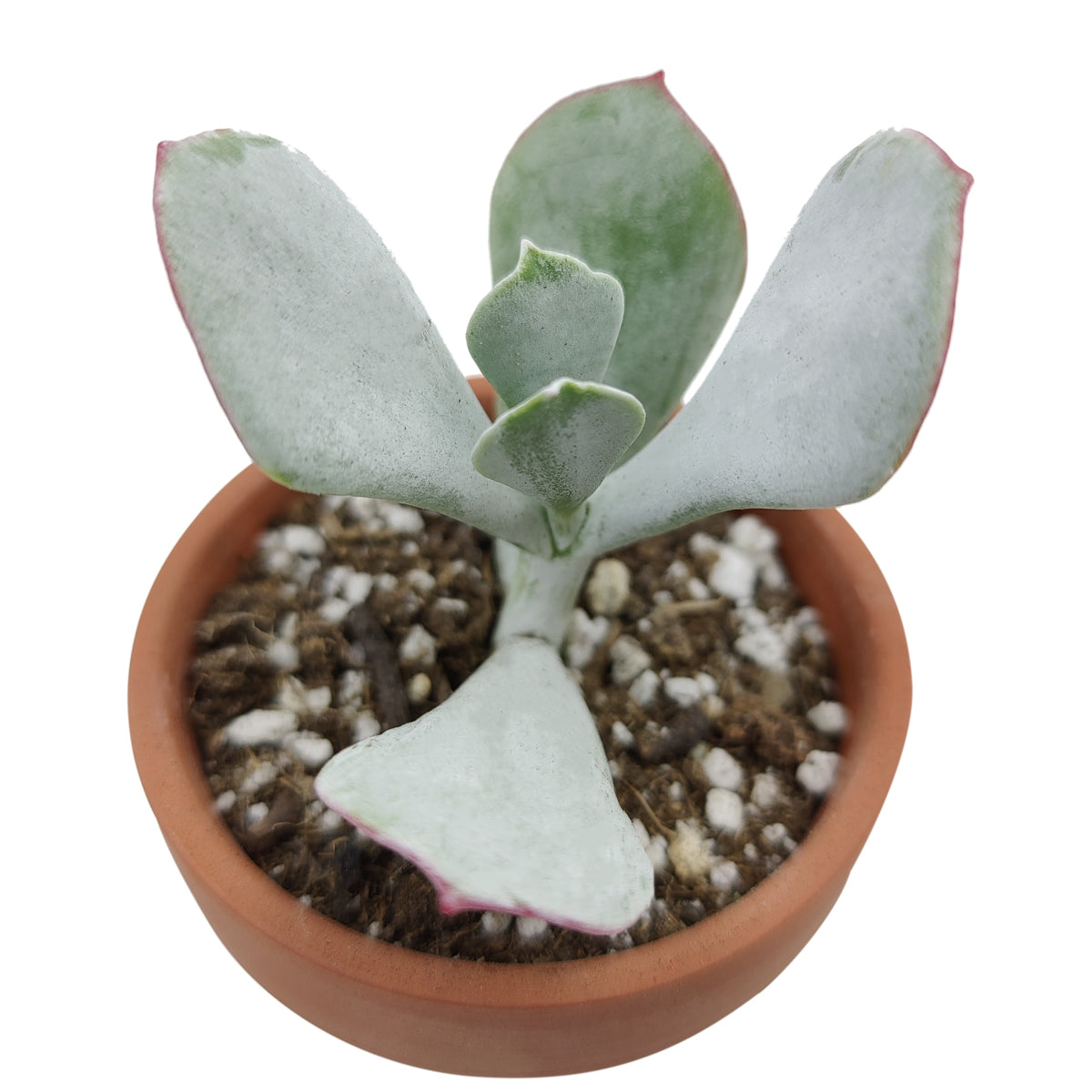 Cotyledon Orbiculata Pig's Ear