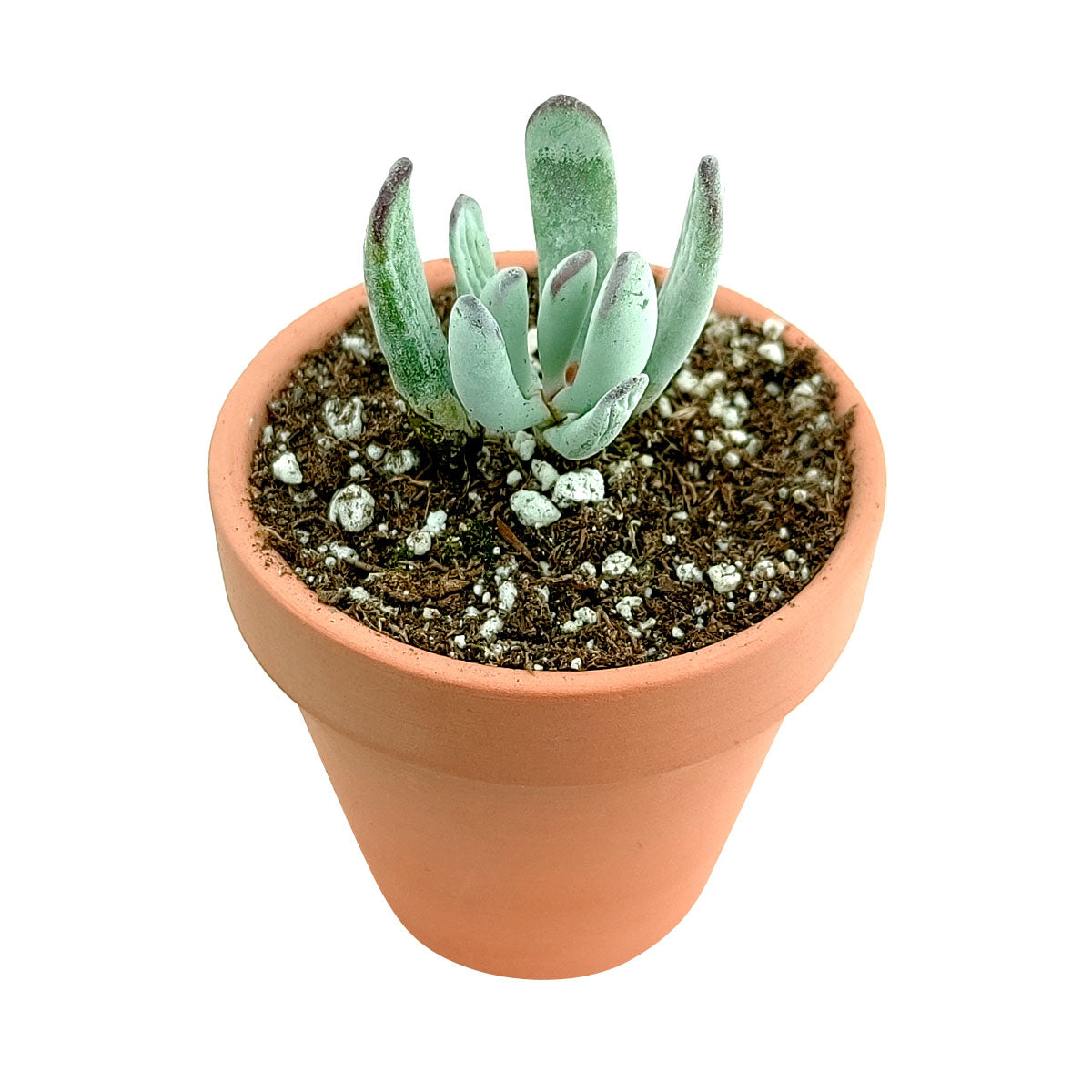 Cotyledon Orbiculata Var. Flanaganii