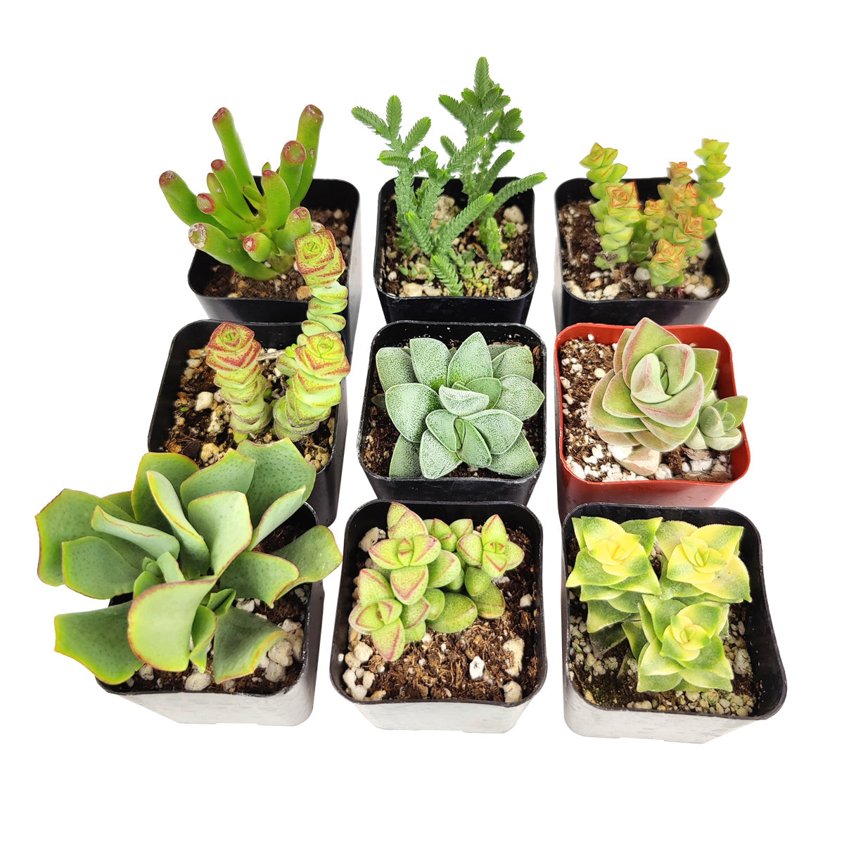 Crassula Succulent Pack