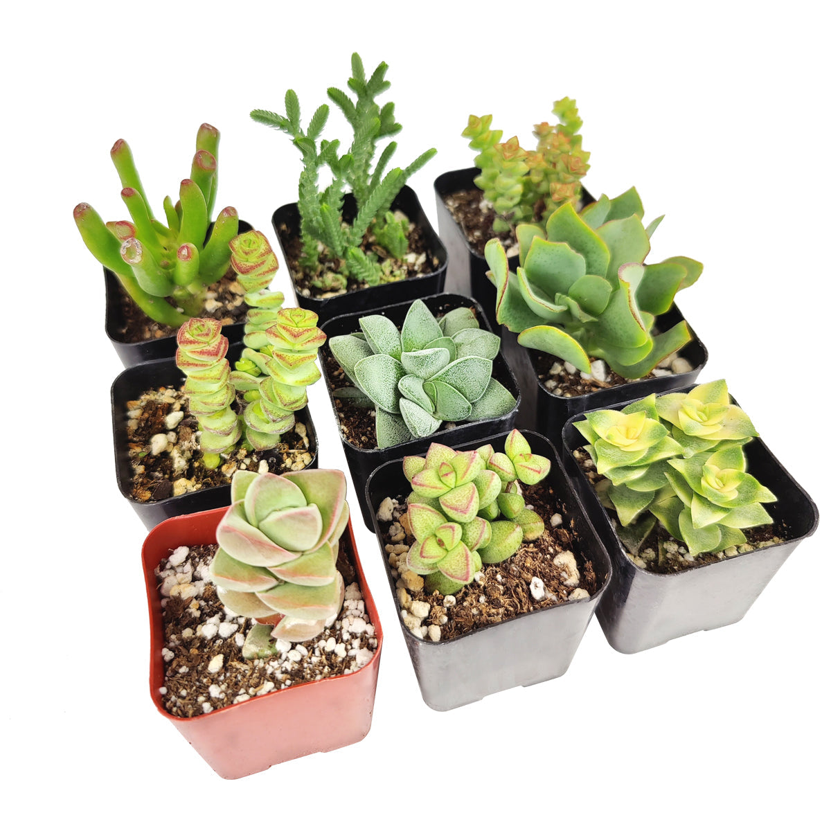 Crassula Succulent Pack