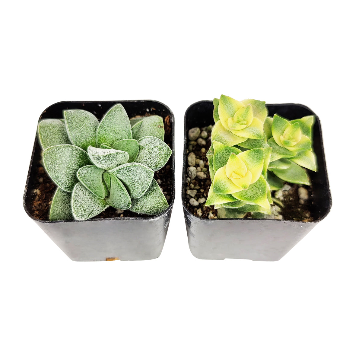 Crassula Succulent Pack