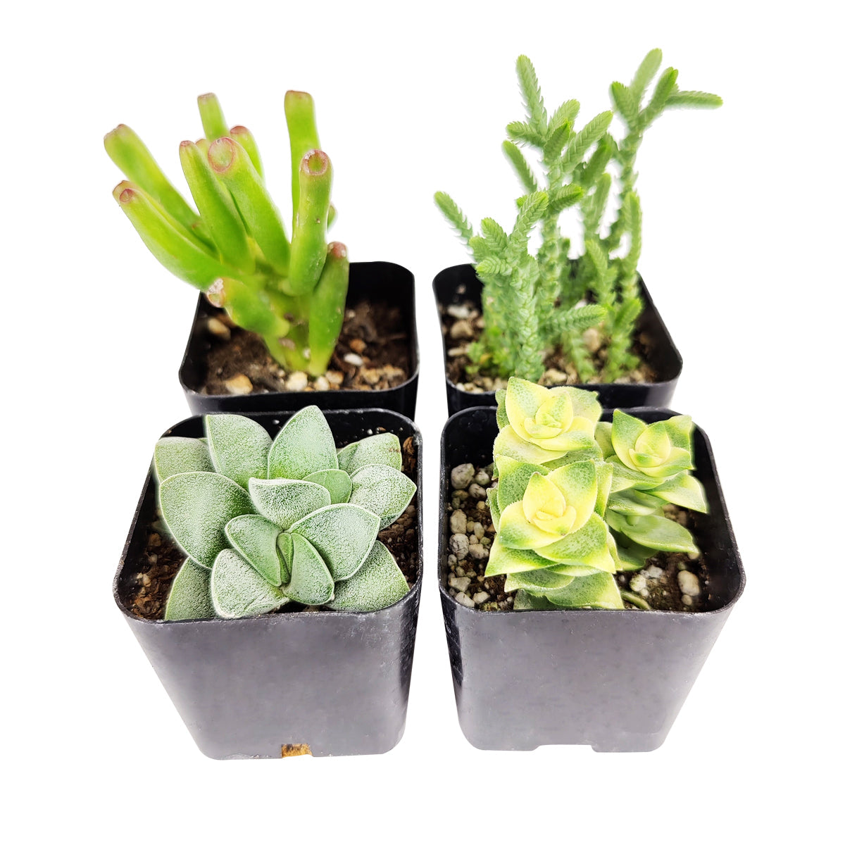 Crassula Succulent Pack