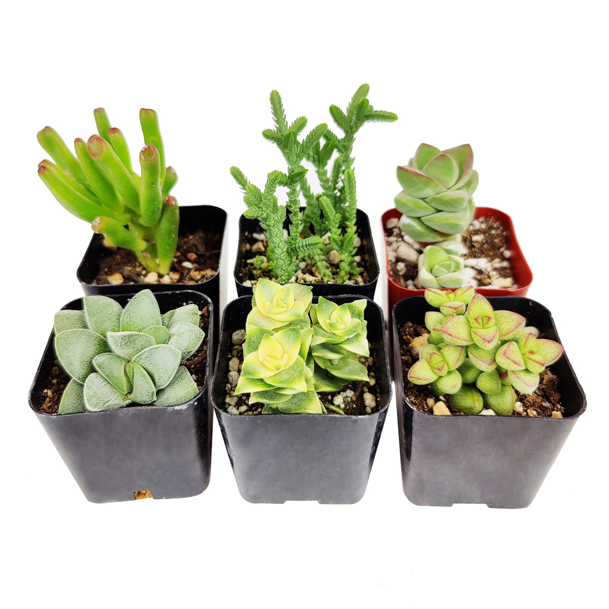 Crassula Succulent Pack