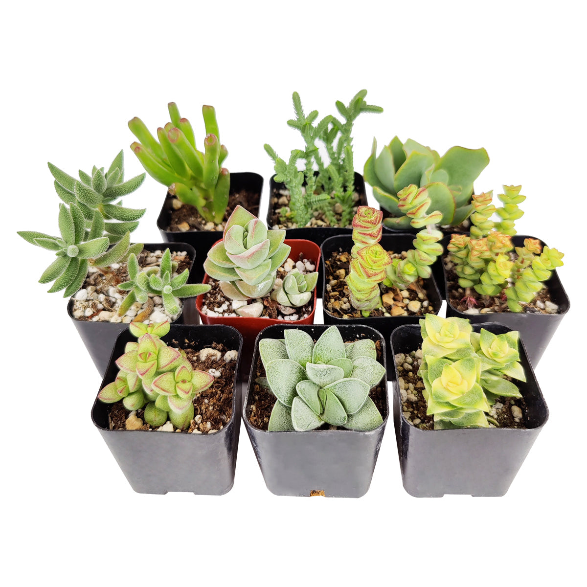 Crassula Succulent Pack