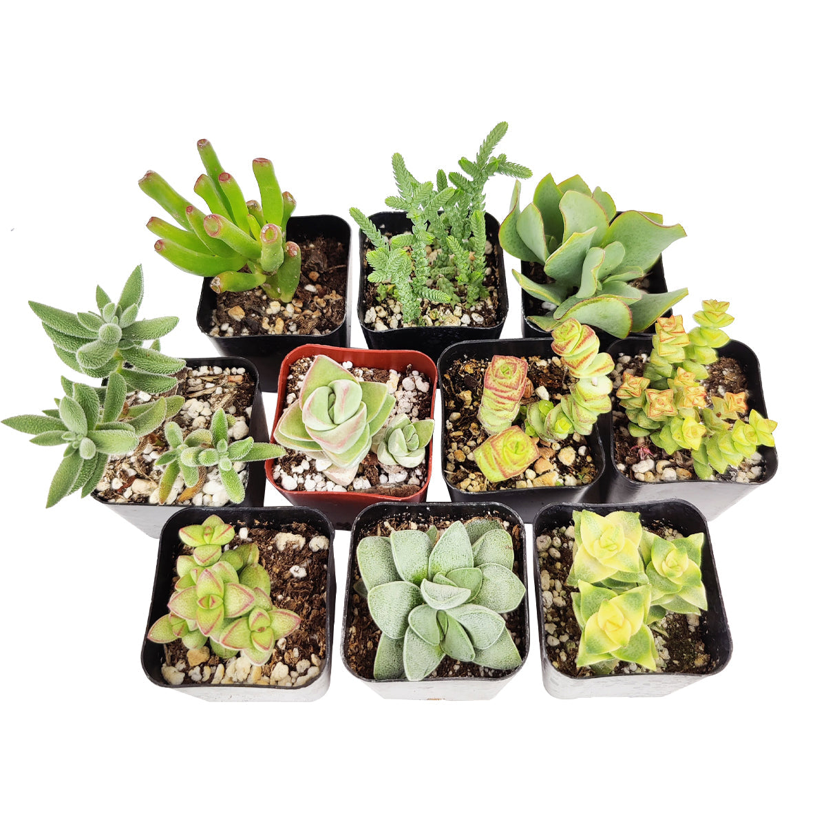 Crassula Succulent Pack