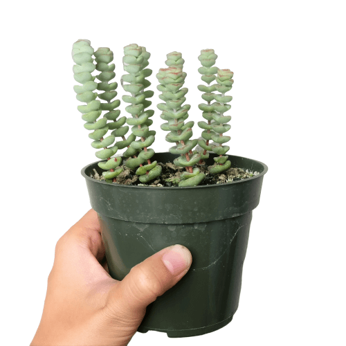 Crassula Baby Necklace