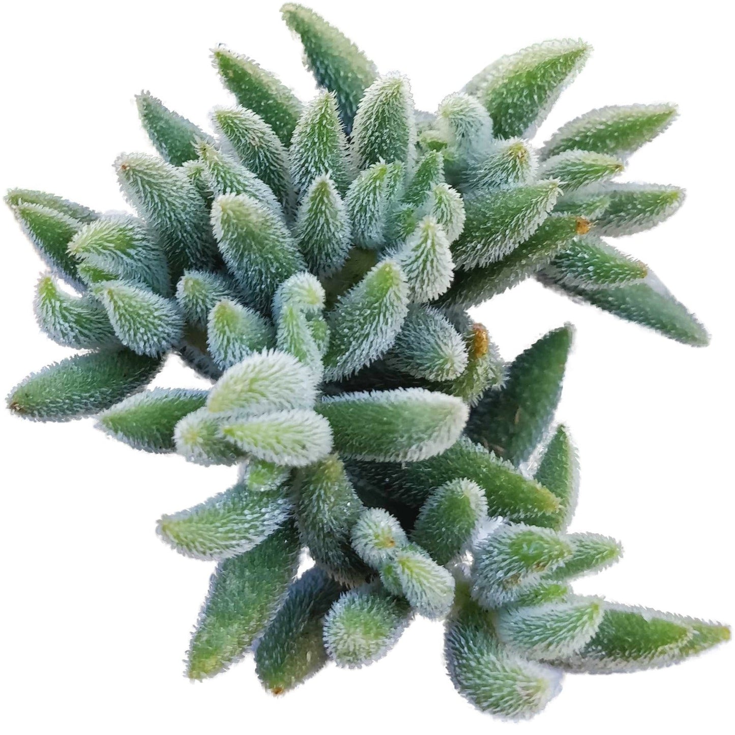 Crassula Mesembryanthemoides