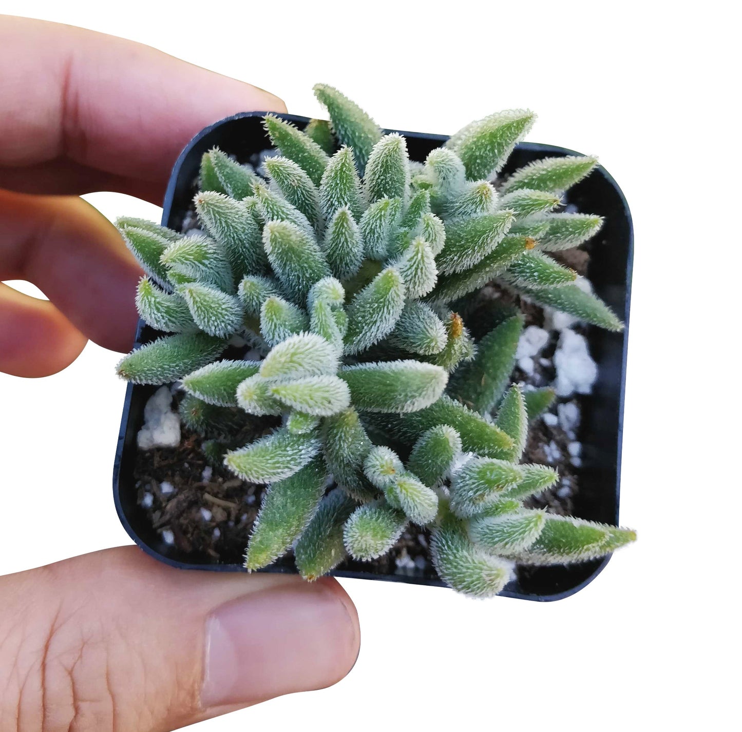 Crassula Mesembryanthemoides