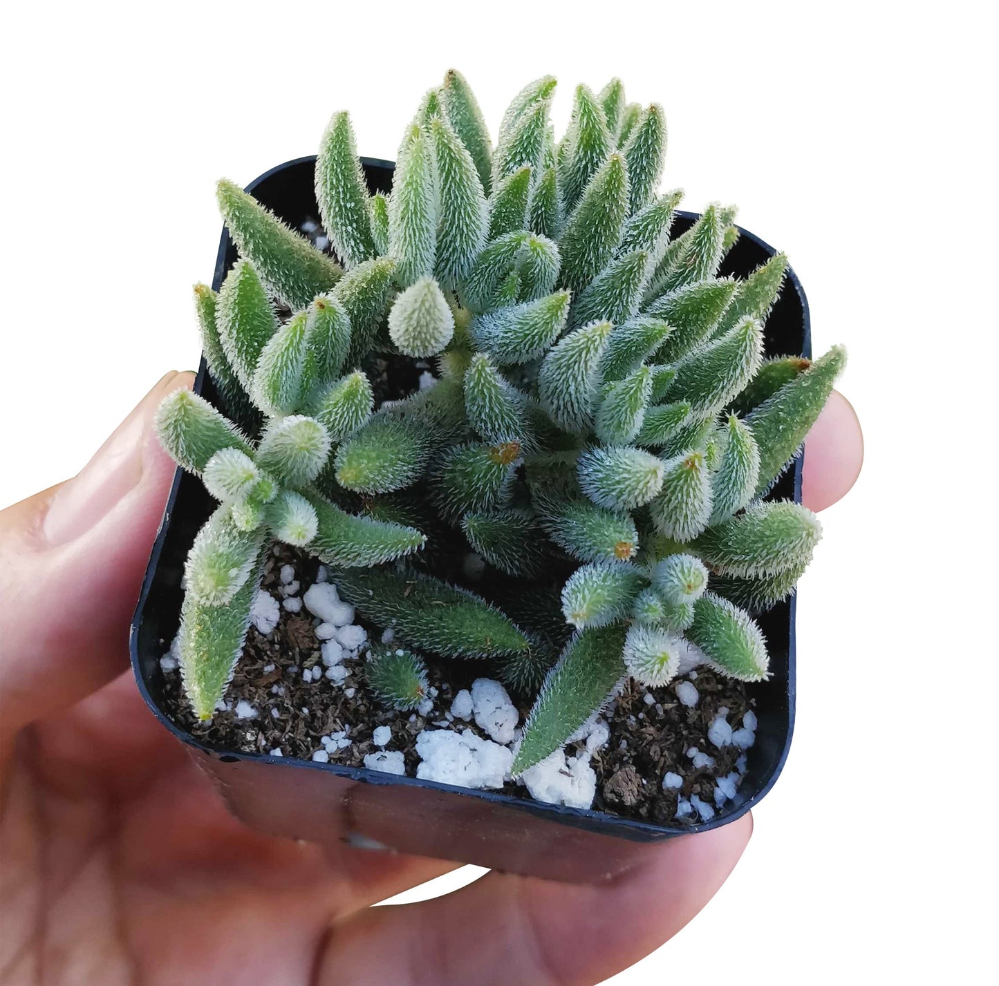 Crassula Mesembryanthemoides