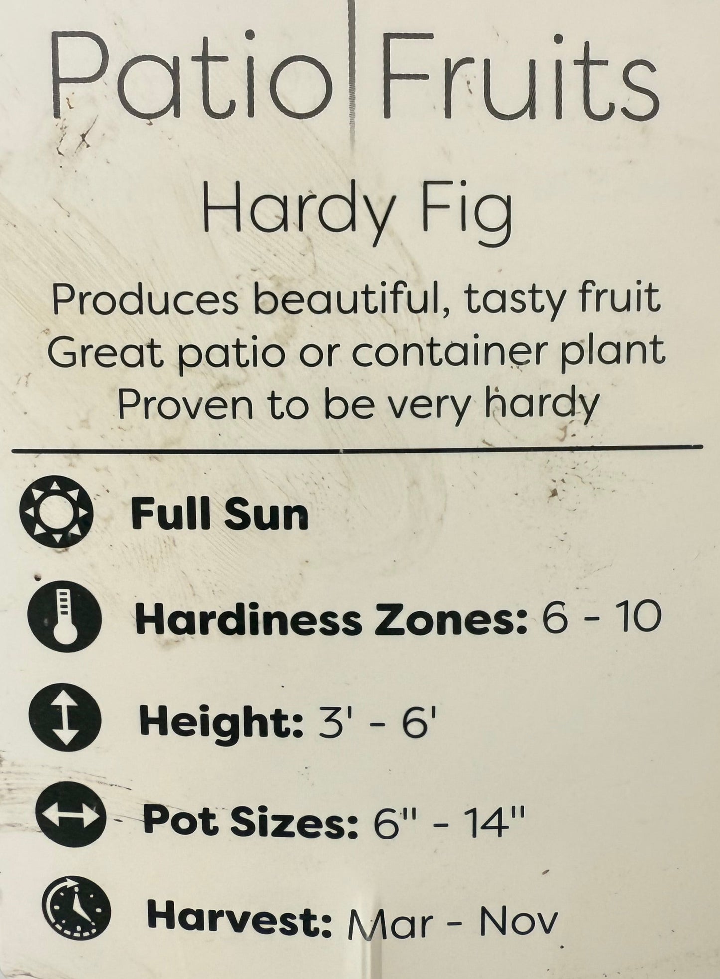 Chicago Hardy Fig - Ficus carica - Cold Hardy - Zones 6 to 10 - Easy to Grow - Compact Fruit Tree - Organic Container Gardening