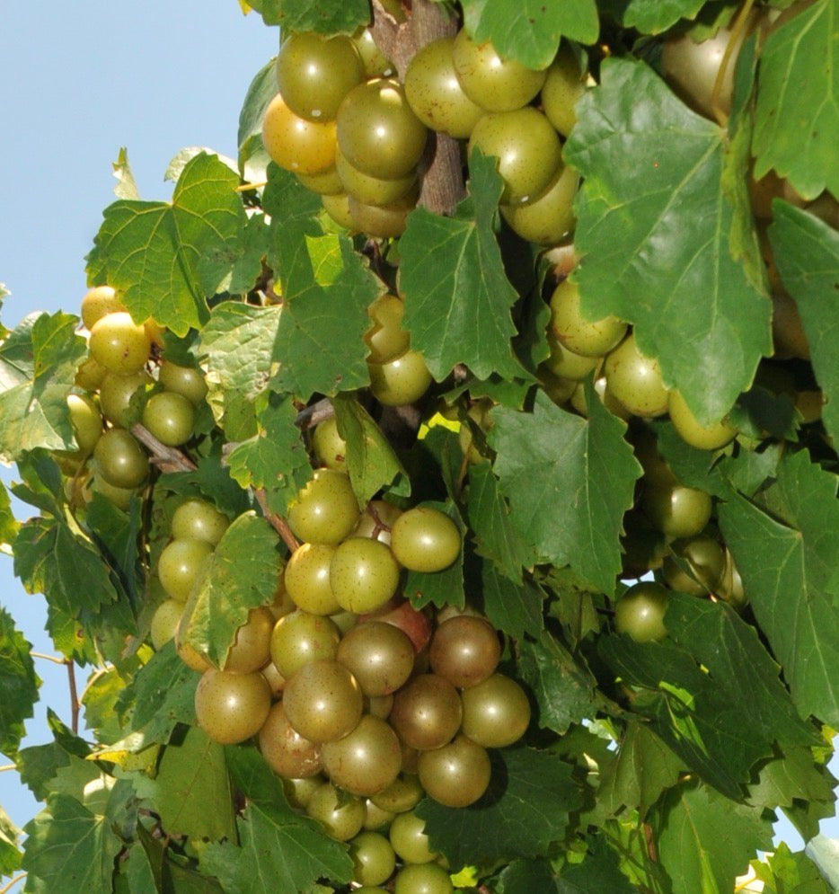 Carlos Muscadine Grape