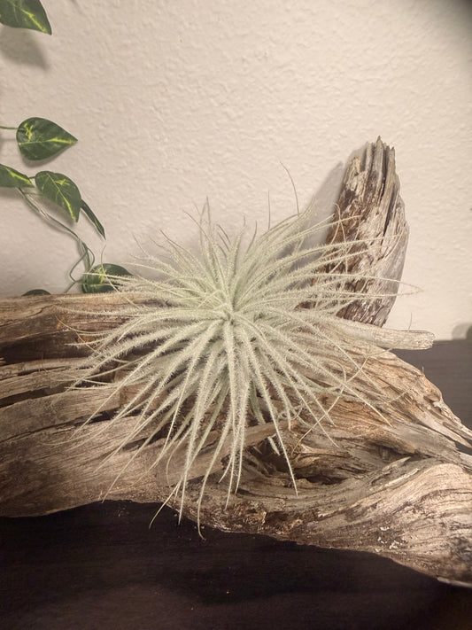 Tillandsia Tectorum - 3 to 4 Inches - Fuzzy Air Plant - Silver and White Air Plant - No Soil Plant - Bright to Moderate Indirect Light