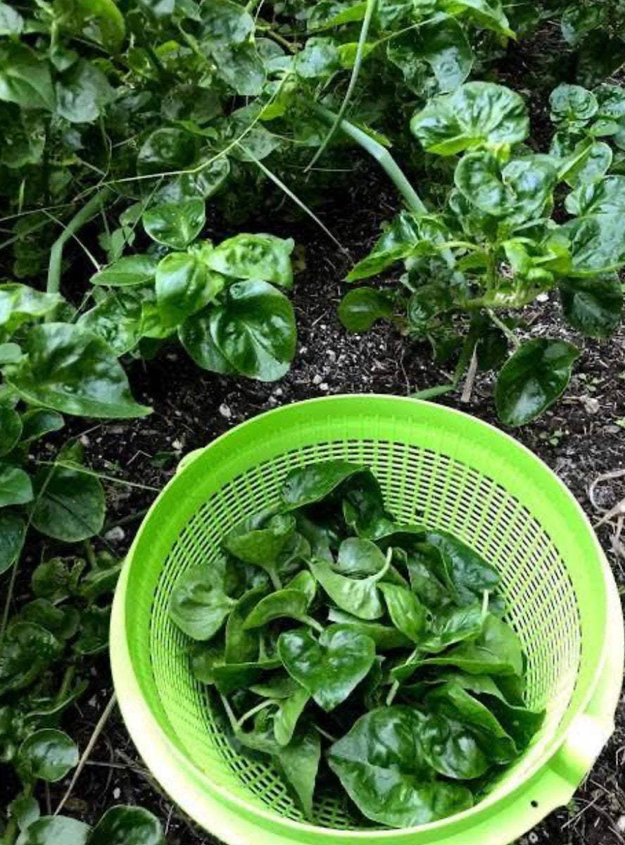 Brazilian Spinach Edible Spinach Plant