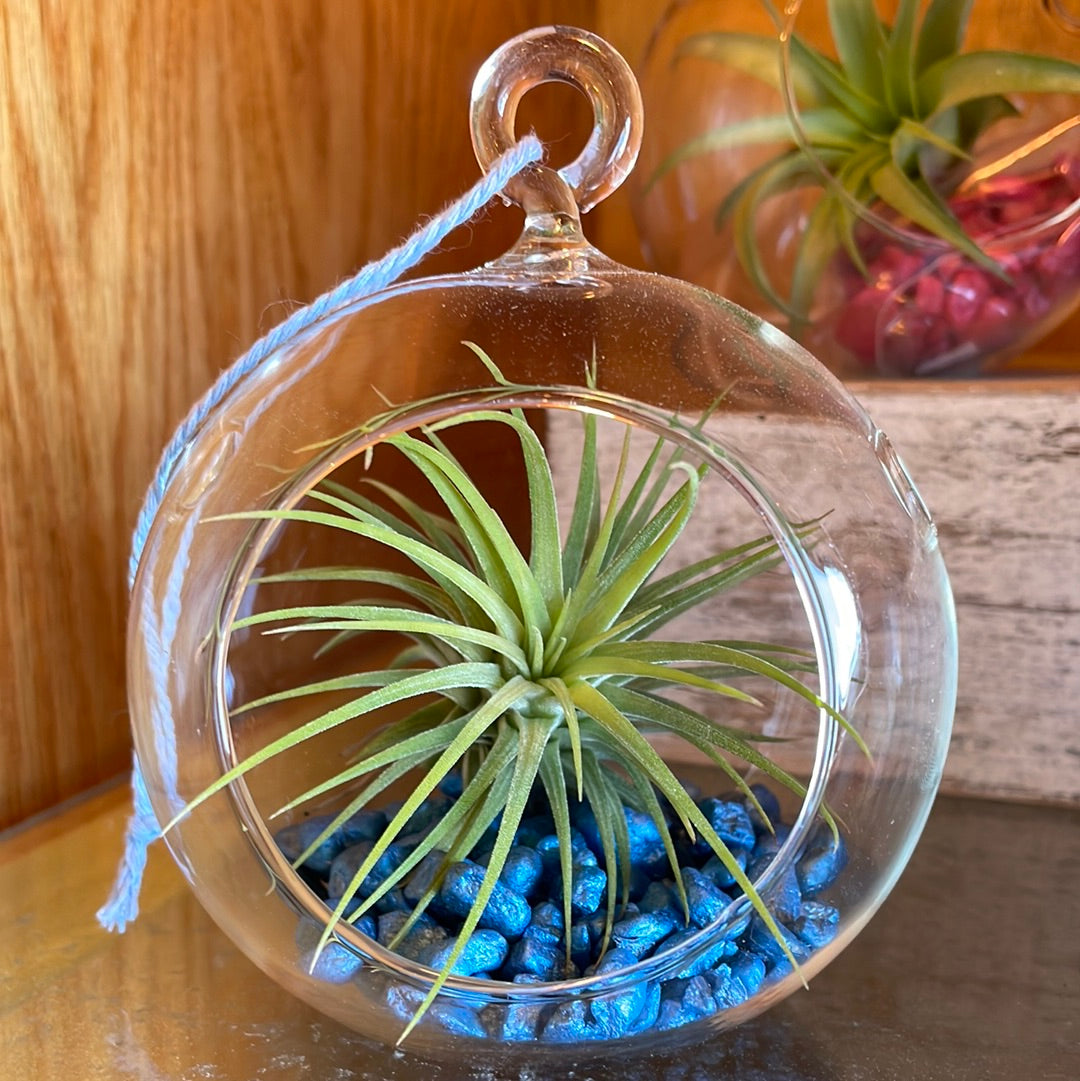 Air Plant Terrarium