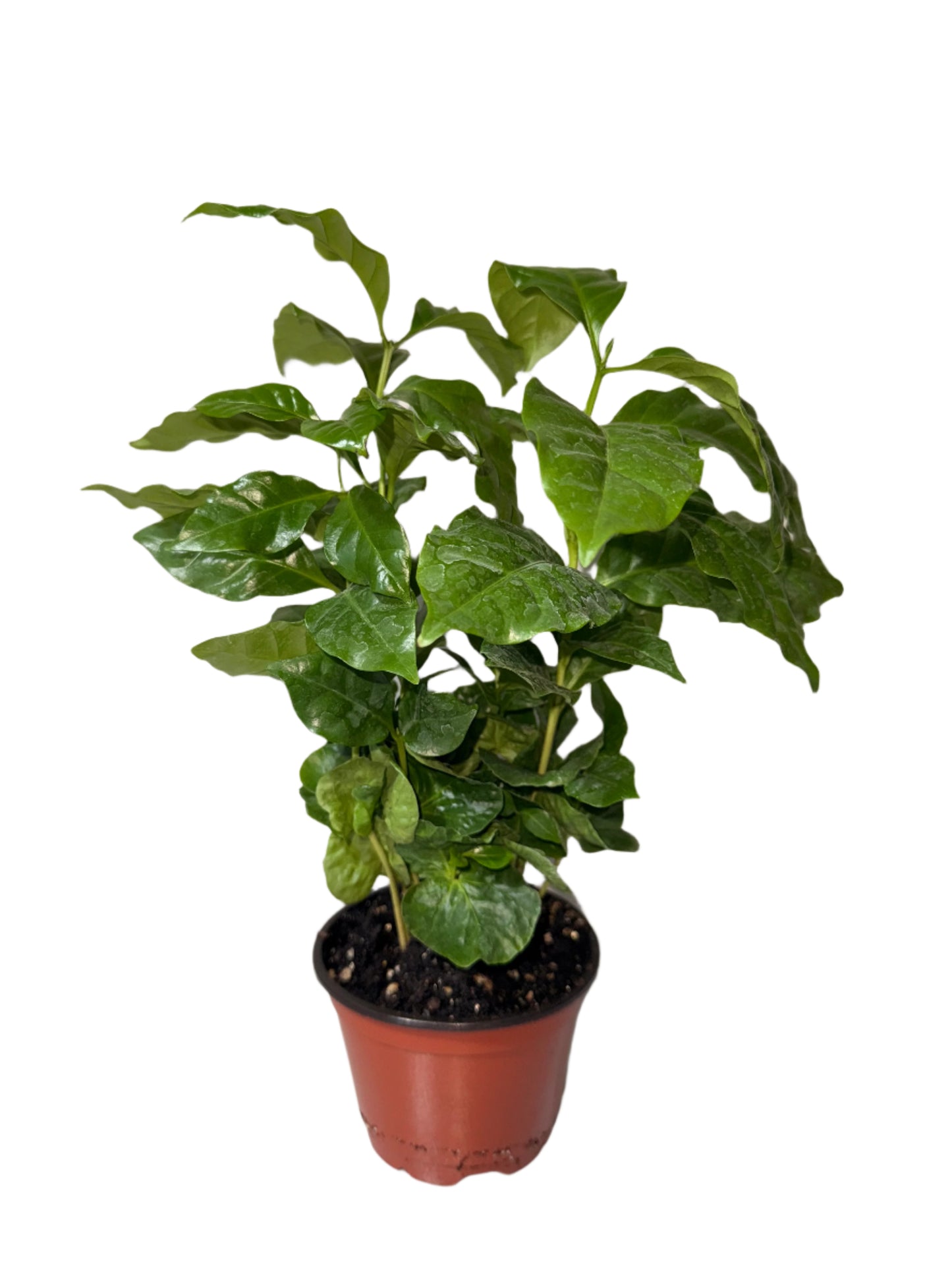 Arabica Coffee Plant - Indoor Tropical Plant - Easy Care - Container Growing - Organic Gardening - Easy to Grow