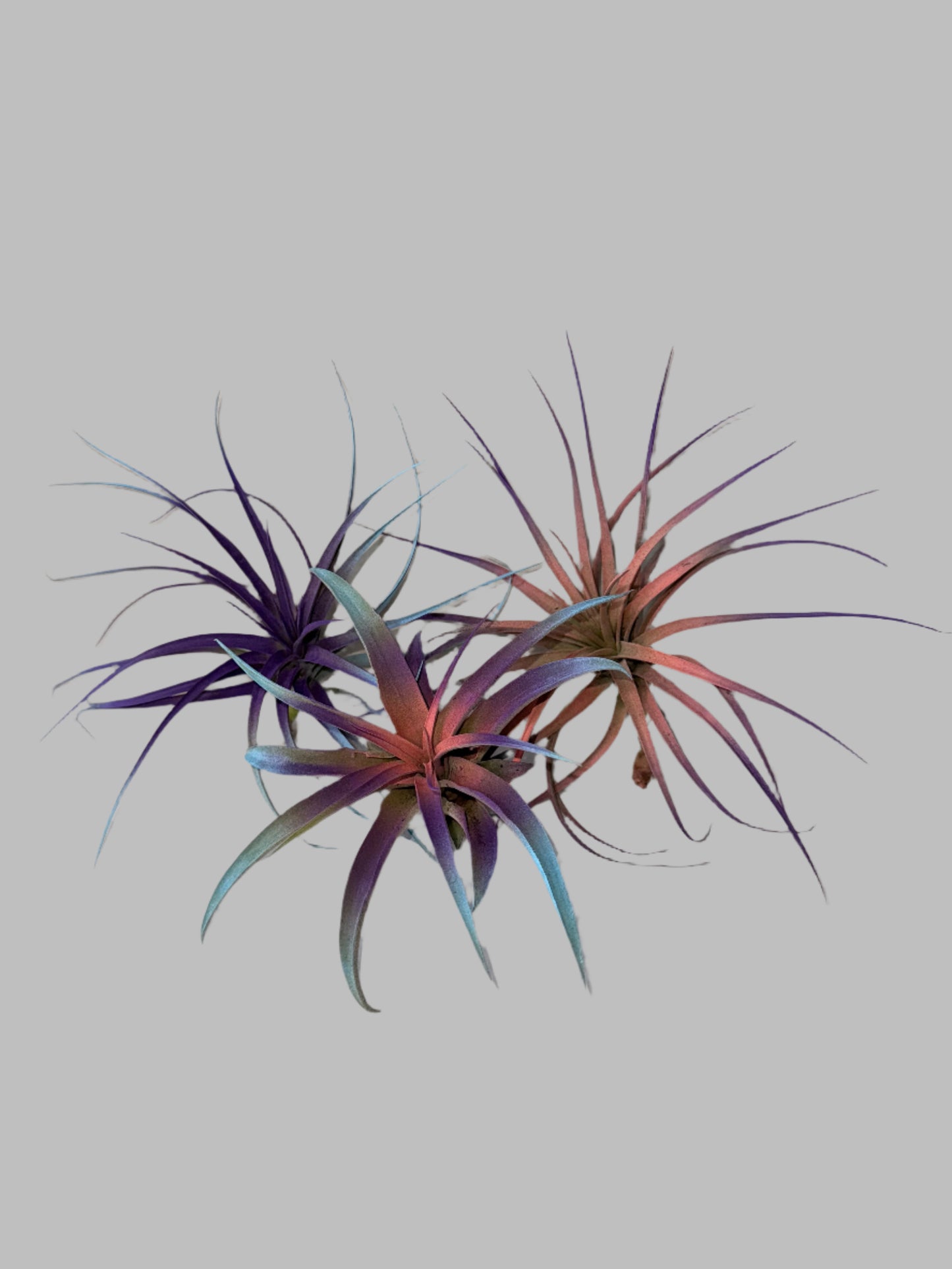 3 Pack Summer 2025 Air Plants - Air Purifying - No Dirt Needed - Air Plant - Easy Care Indoor Plant - Colorful Decoration Plant