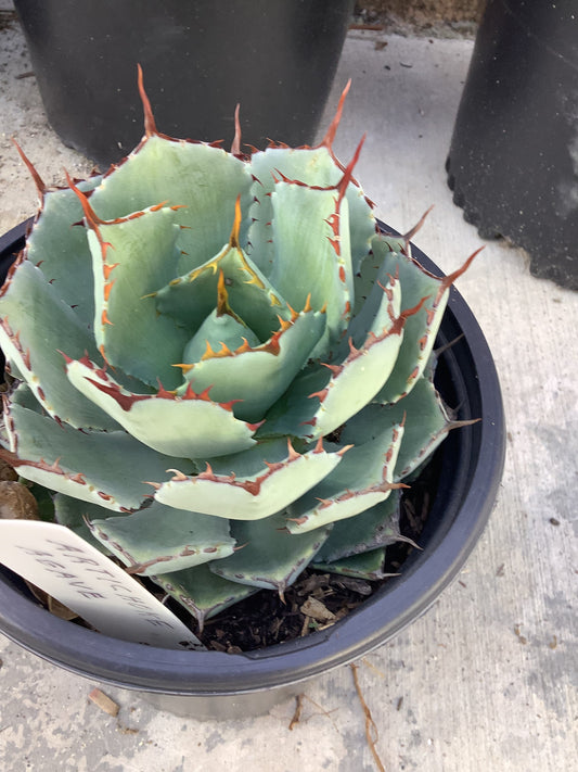 Artichoke Agave