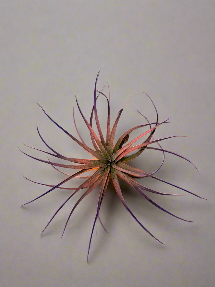 3 Pack Summer 2025 Air Plants - Air Purifying - No Dirt Needed - Air Plant - Easy Care Indoor Plant - Colorful Decoration Plant