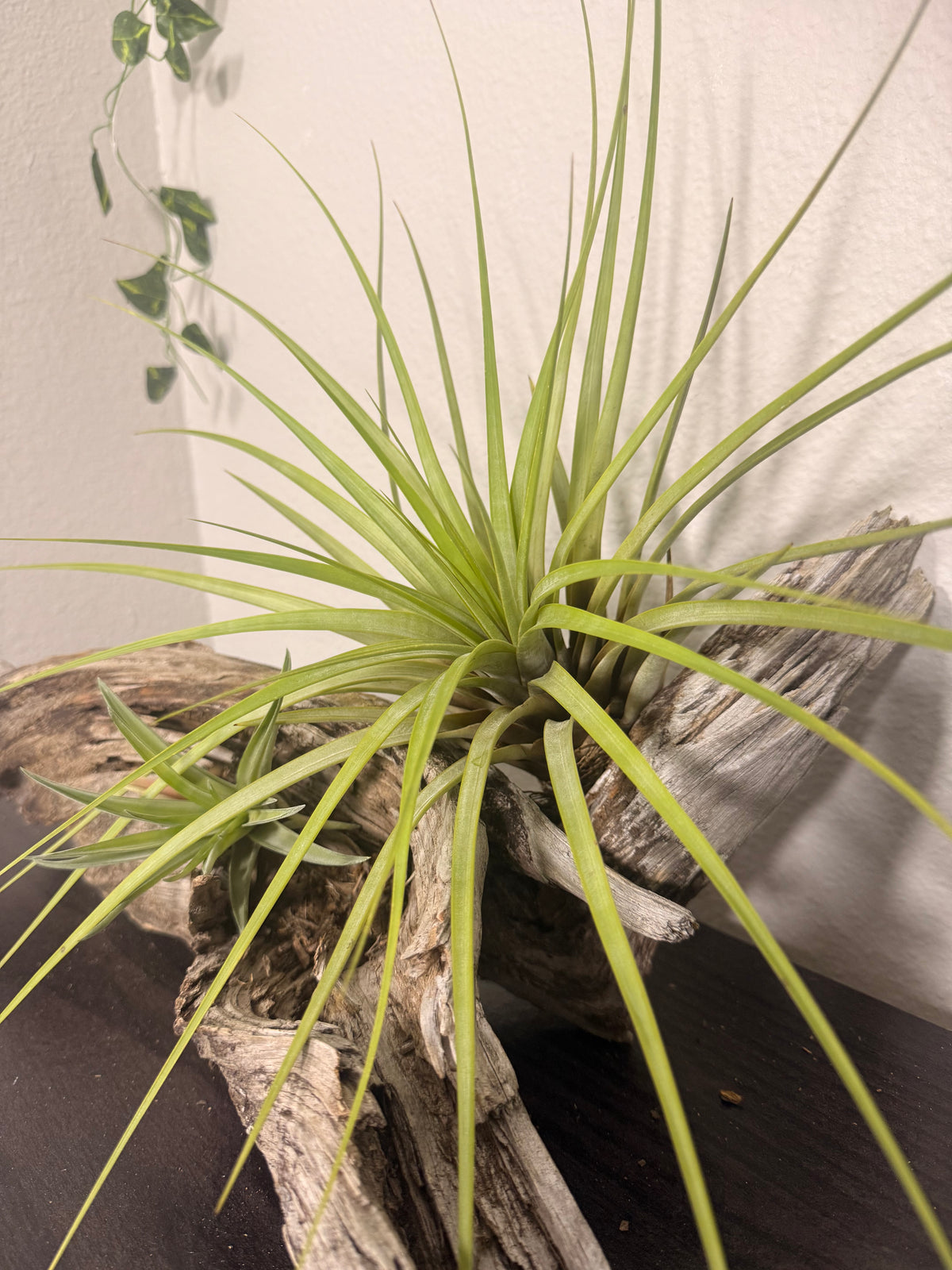 Fasciculata - 7 to 9 Inches - Long Striking Leaves - Tropical Indoor Houseplant - Bright Light - Large Air Plant - Easy Care