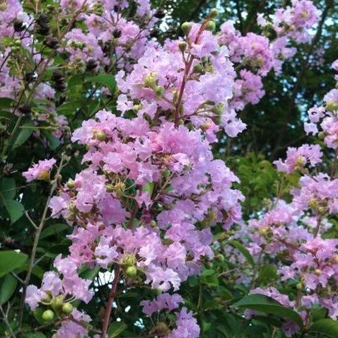 Crape Myrtle 'Muskogee'