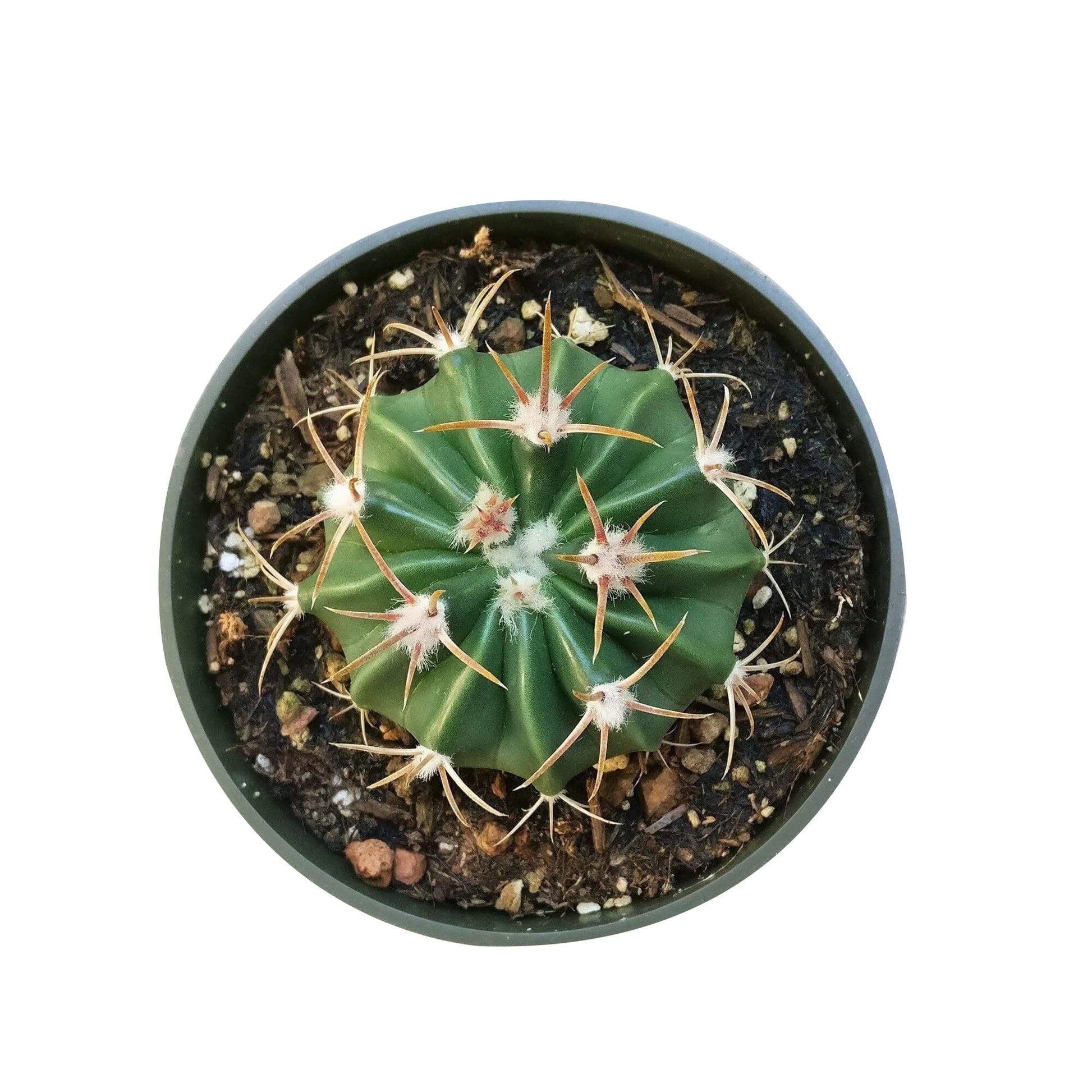 devil's tongue house plant Devil's Tongue Cactus – Lovehopegrow