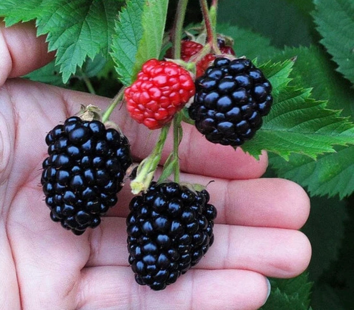 Triple Crown Thornless Blackberry