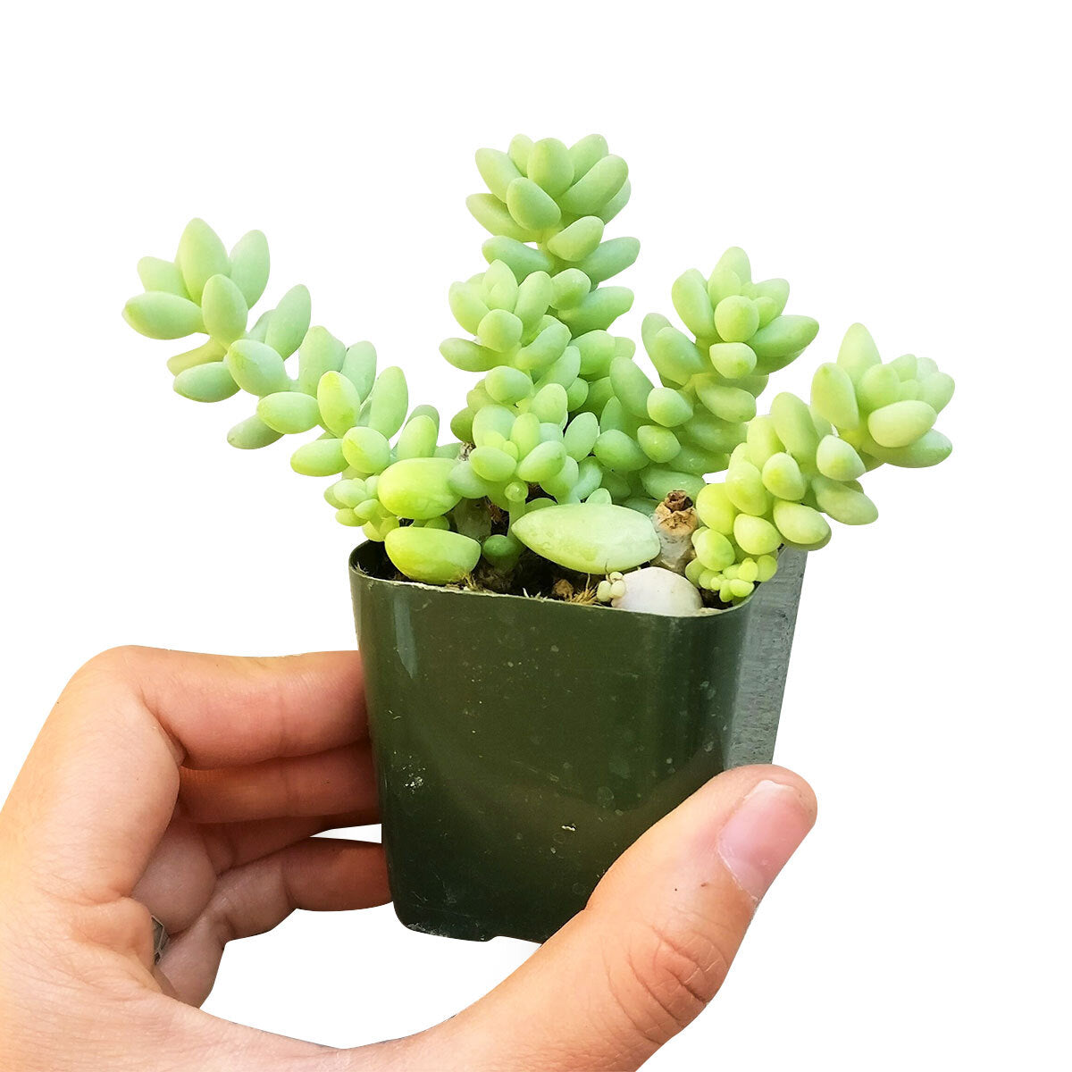 Sedum Donkey's Tail Succulent