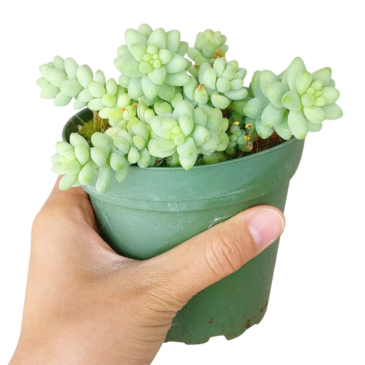 Sedum Donkey's Tail Succulent