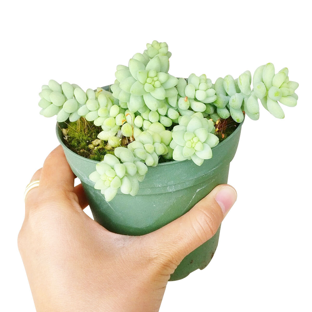 Sedum Donkey's Tail Succulent