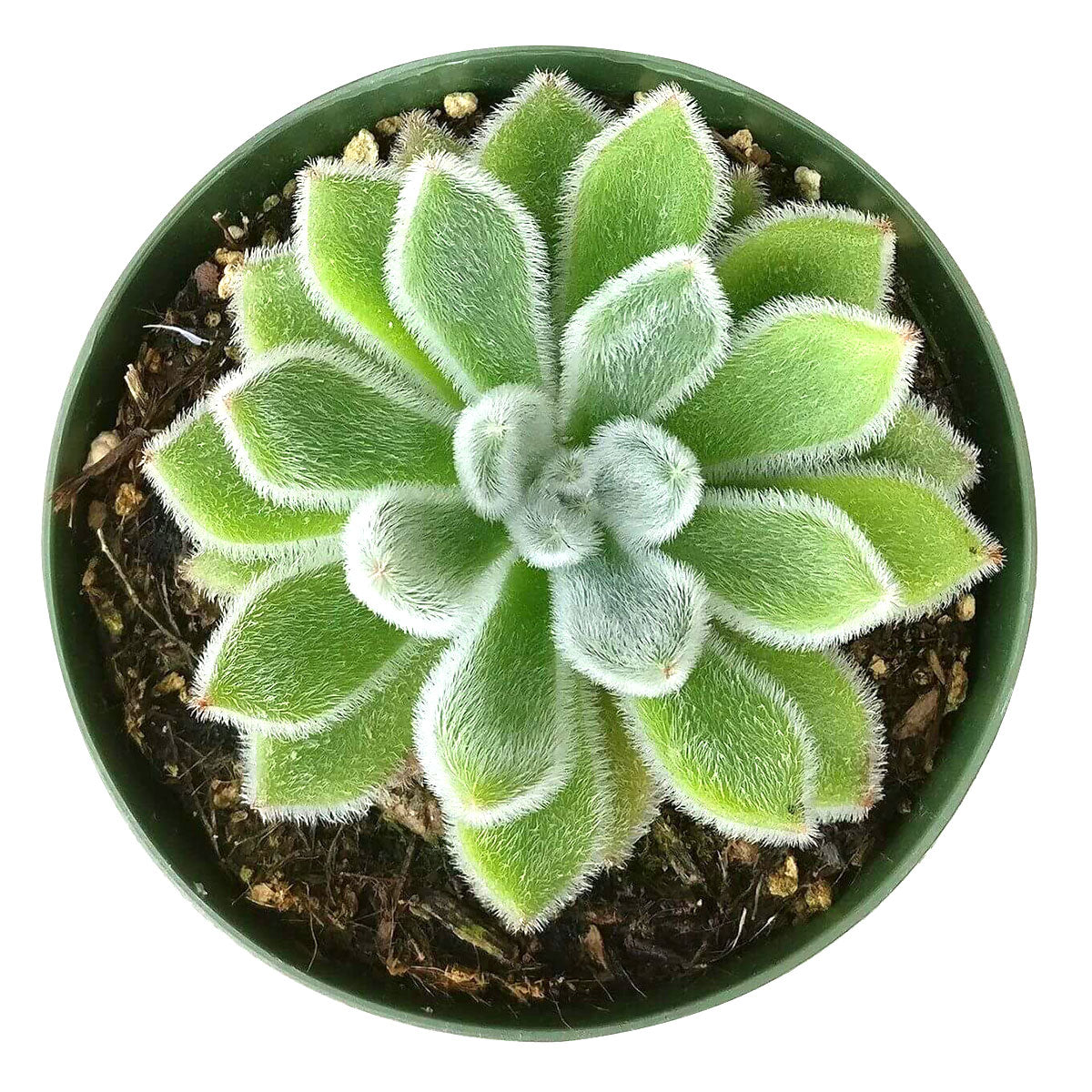 Echeveria Doris Taylor Succulent