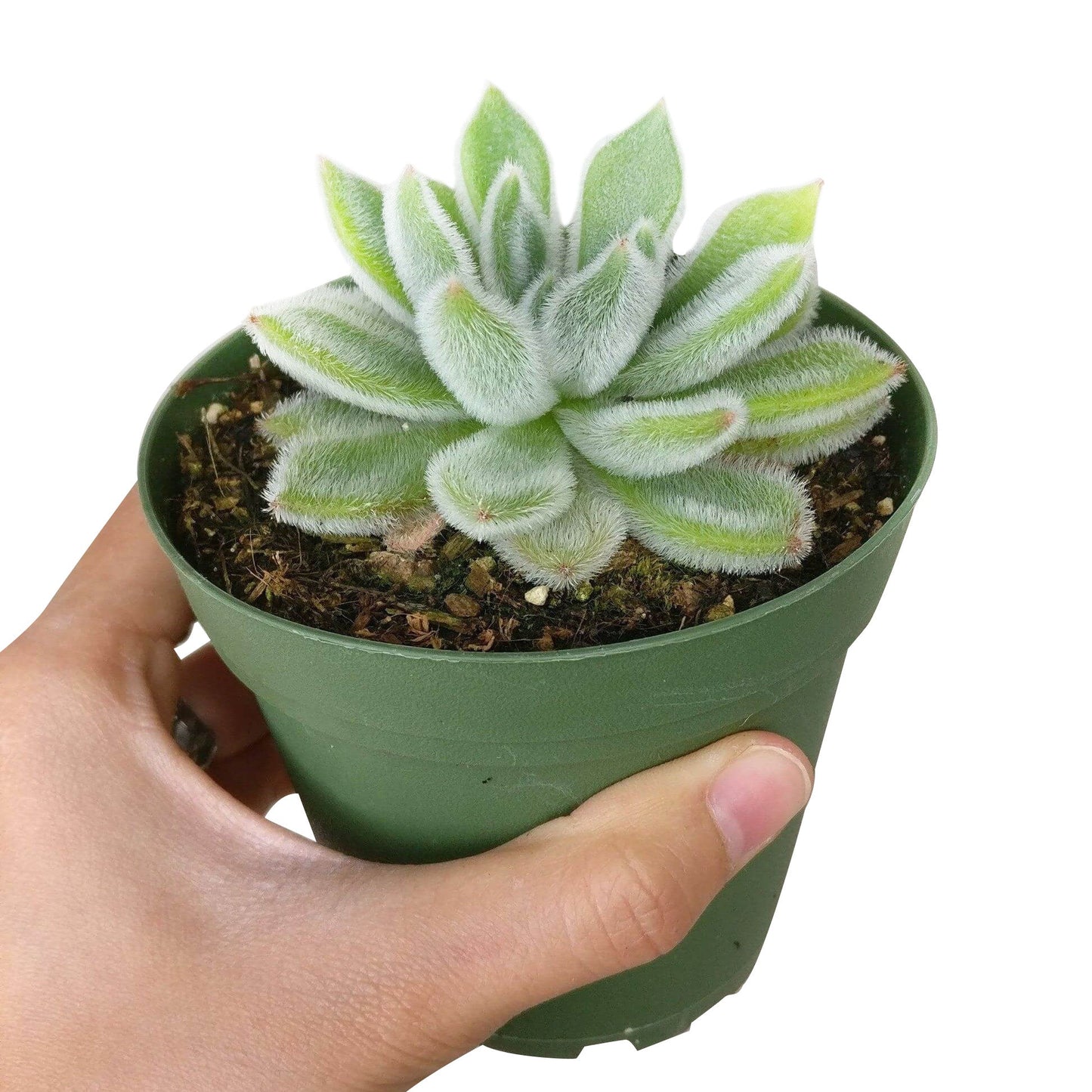 Echeveria Doris Taylor Succulent