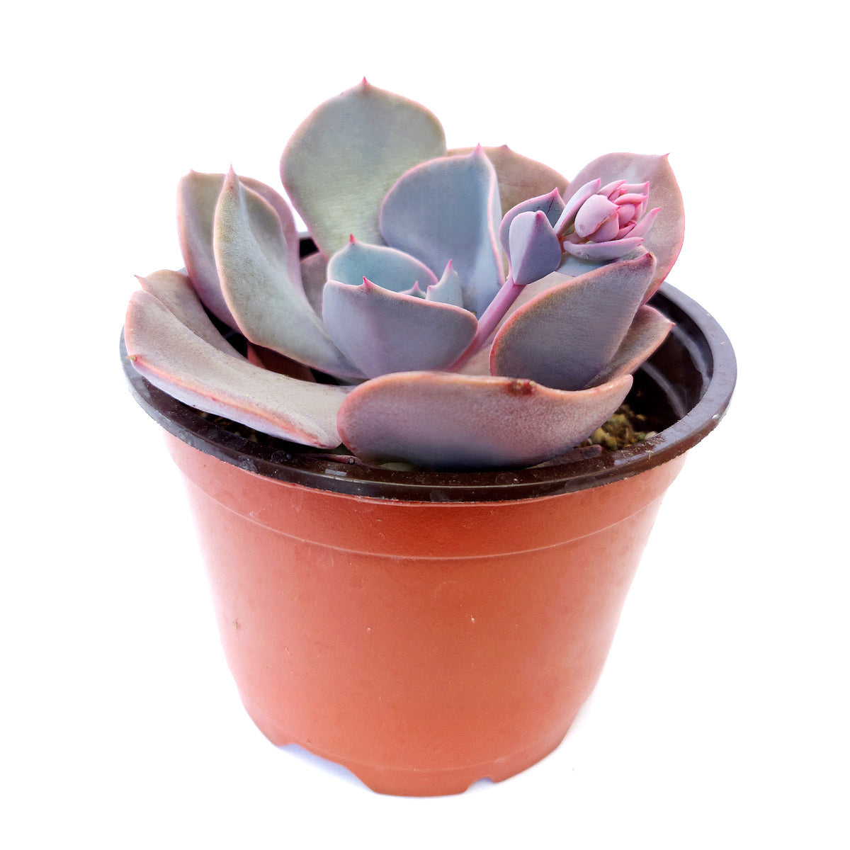 Echeveria Dusty Rose