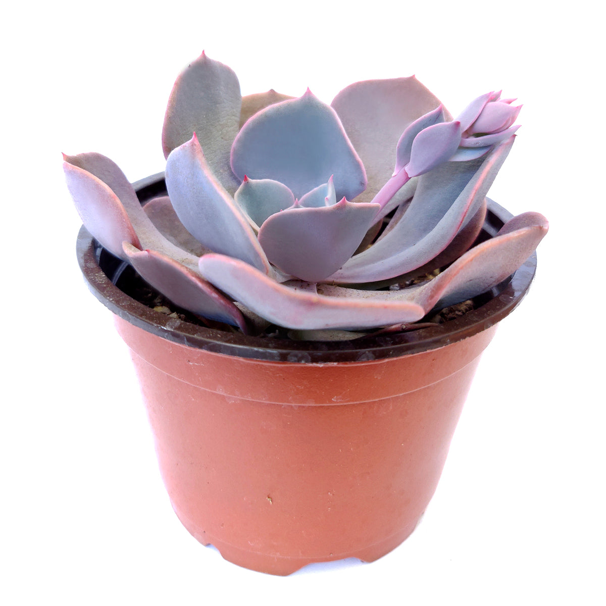 Echeveria Dusty Rose