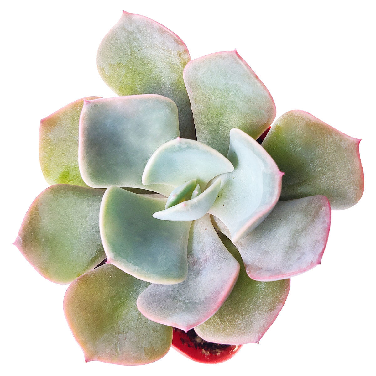 Echeveria Dusty Rose