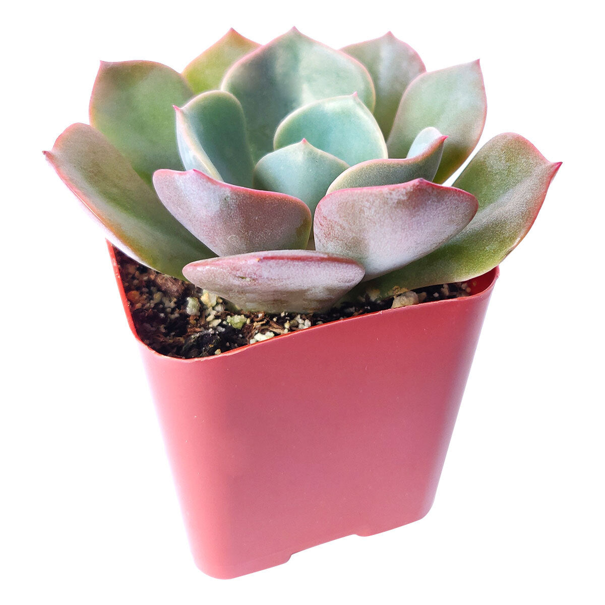 Echeveria Dusty Rose