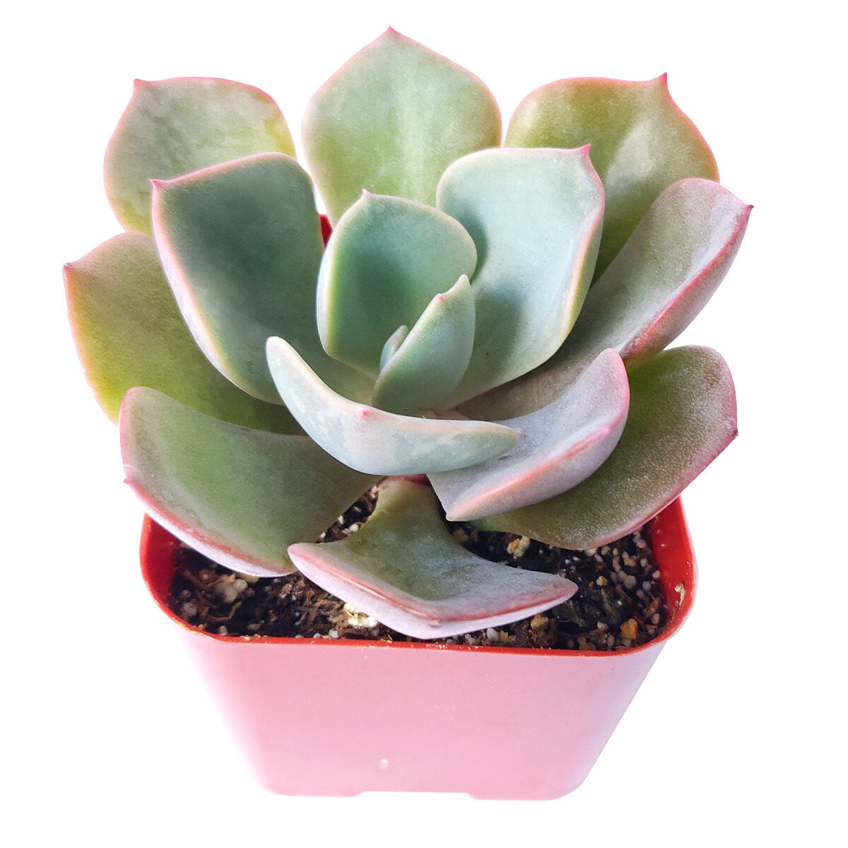 Echeveria Dusty Rose