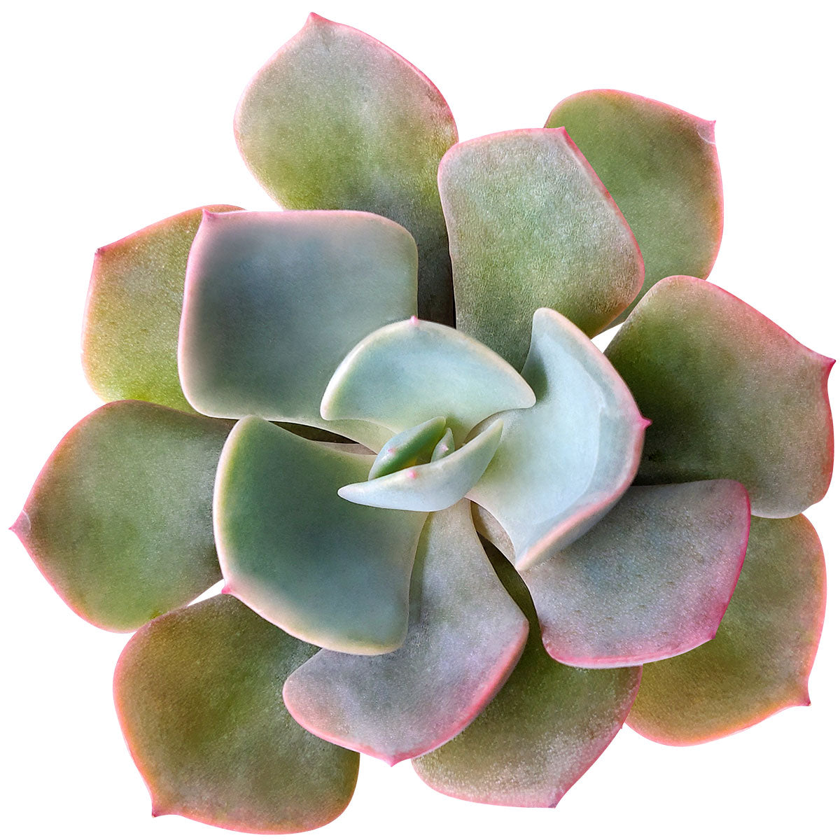 Echeveria Dusty Rose