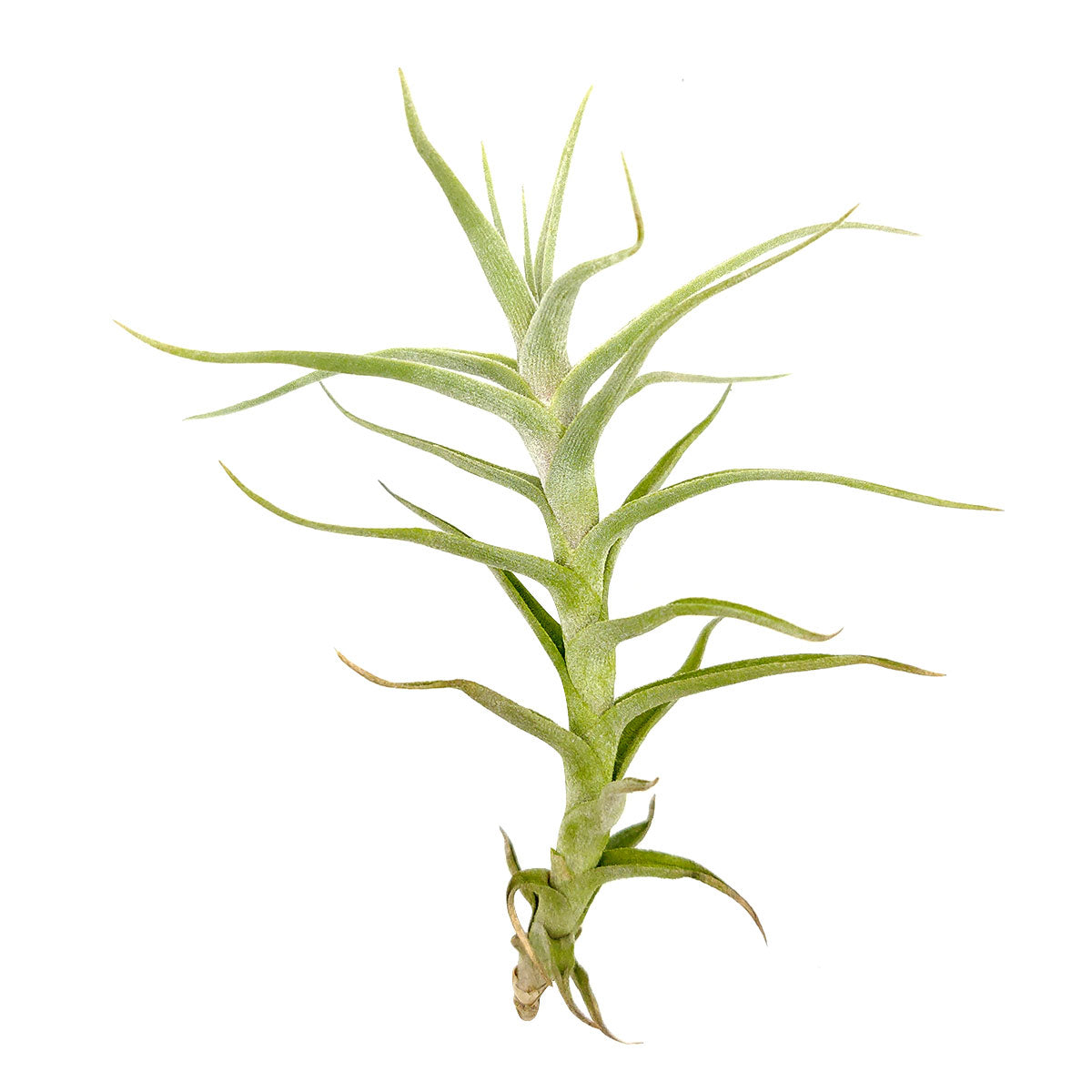 Tillandsia Diaguitensis