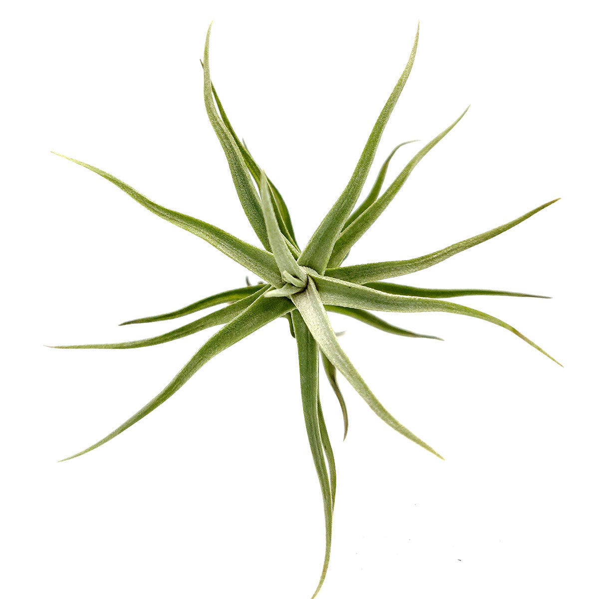 Tillandsia Diaguitensis