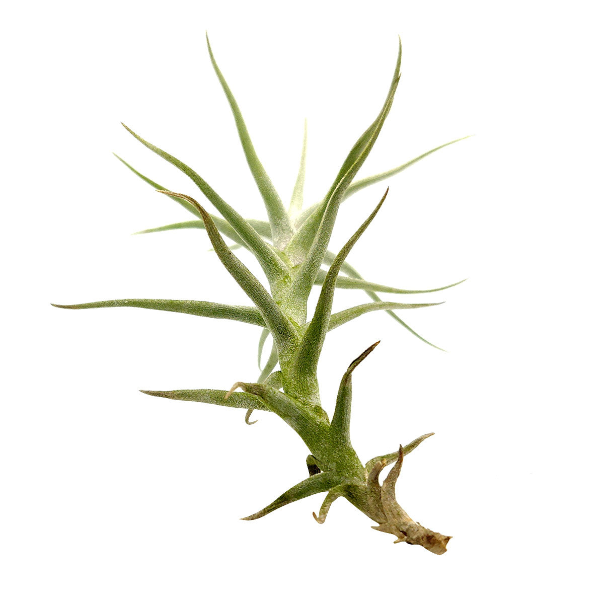 Tillandsia Diaguitensis