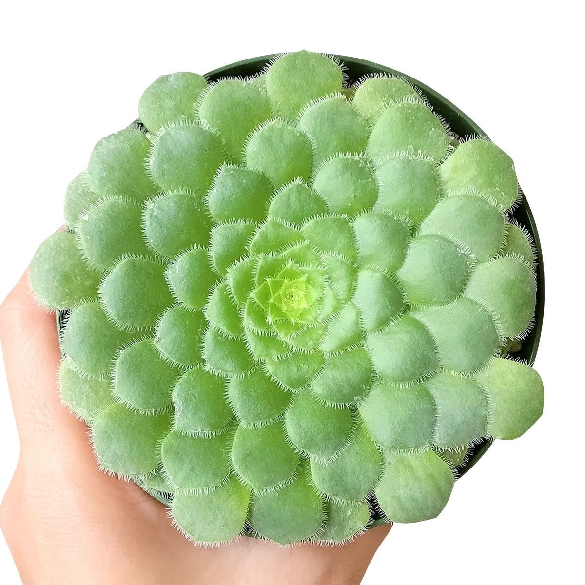 Aeonium Dinner Plate