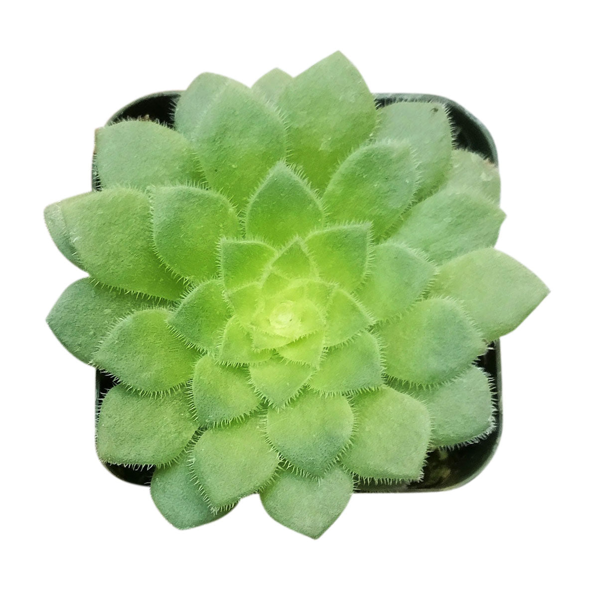 Aeonium Dinner Plate