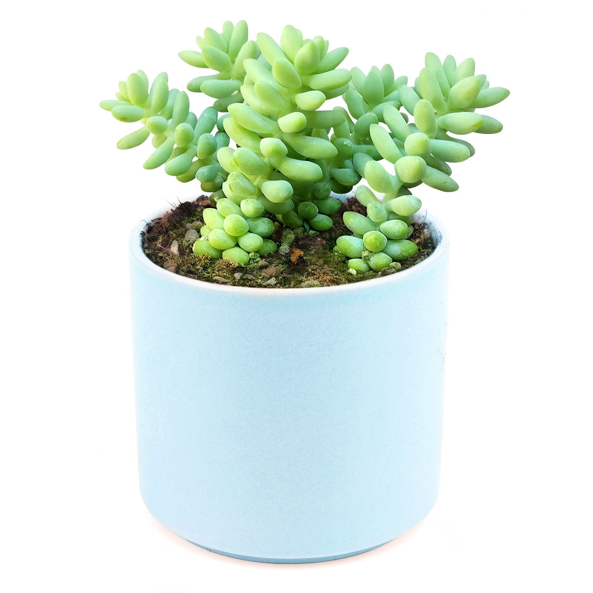 Sedum Donkey's Tail Succulent