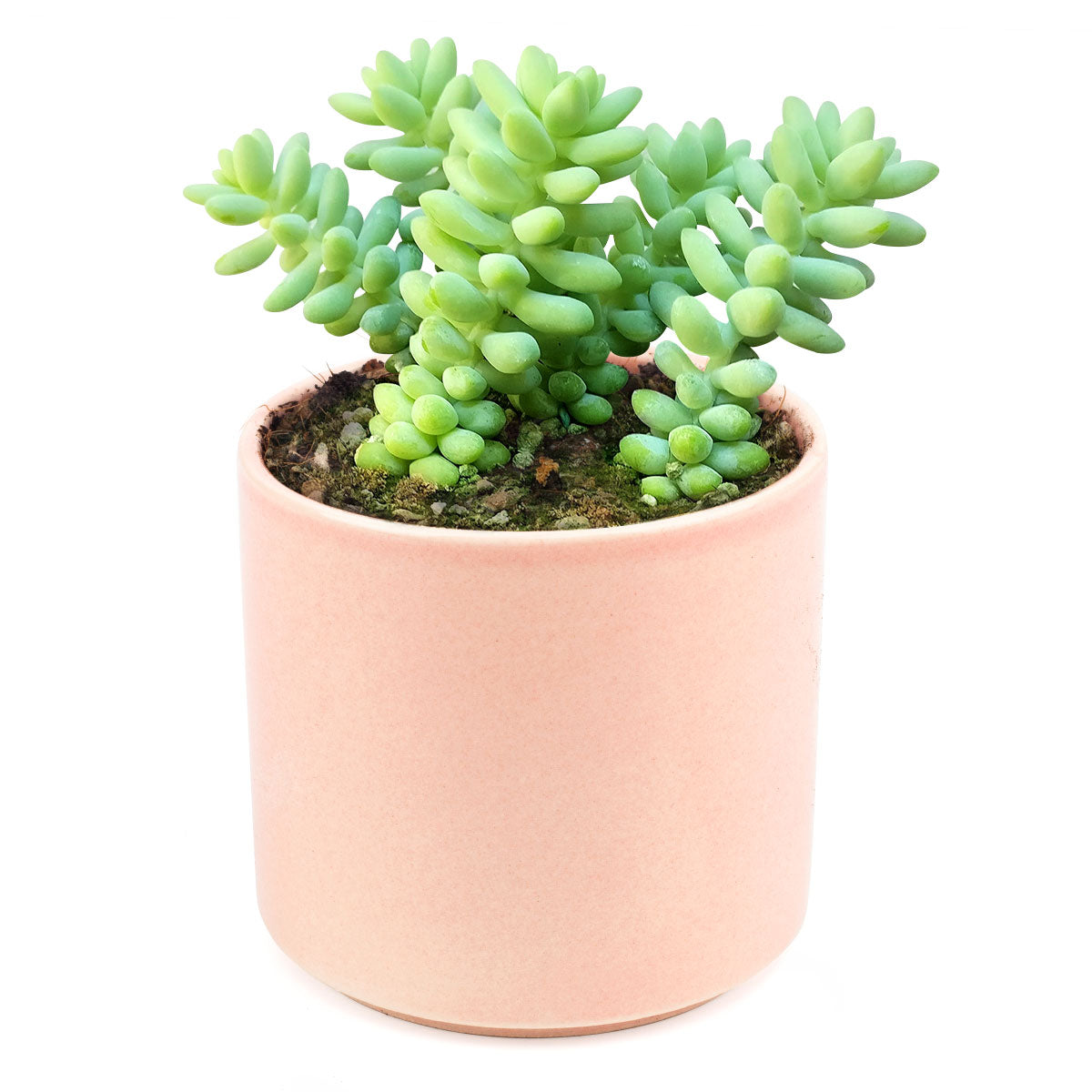 Sedum Donkey's Tail Succulent