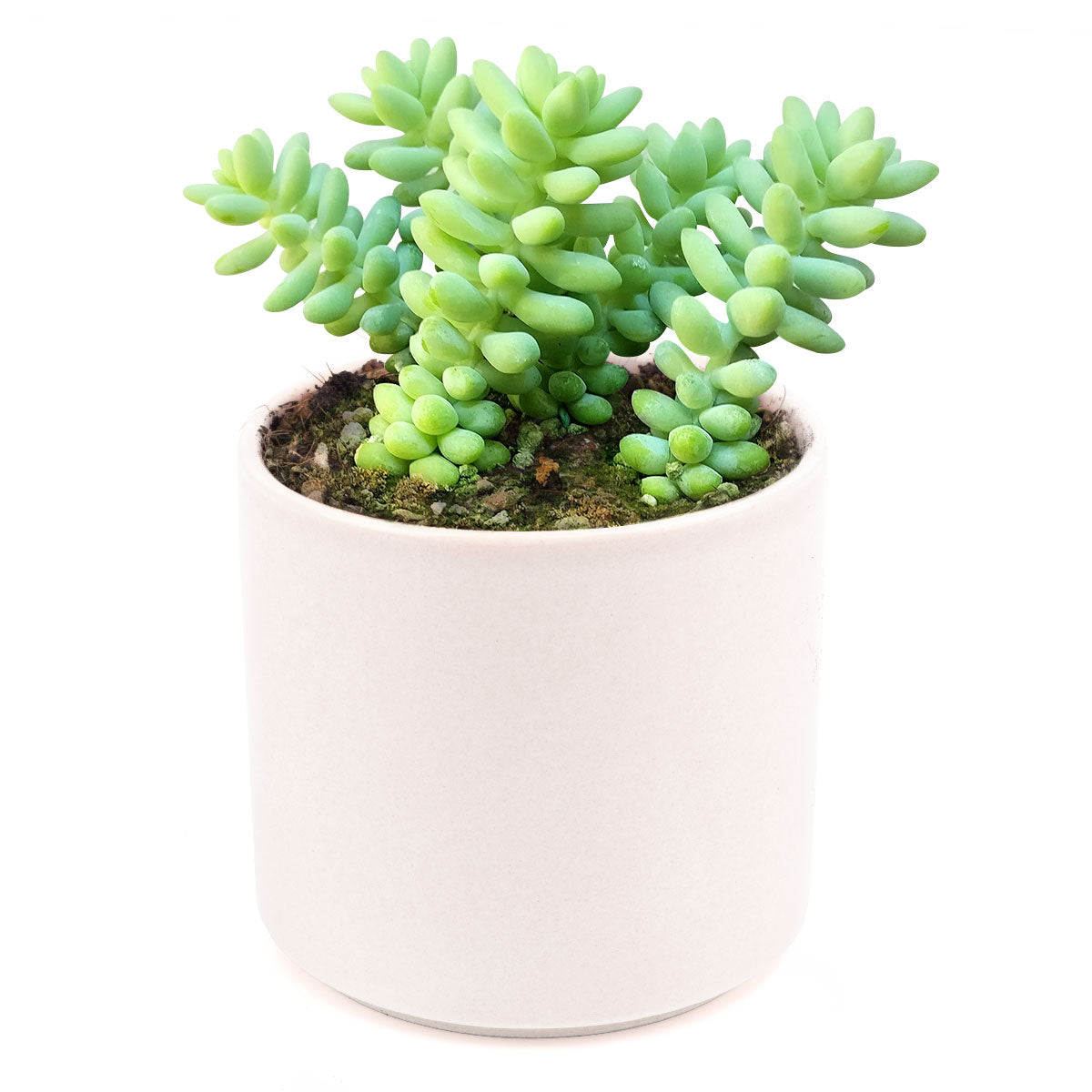 Sedum Donkey's Tail Succulent