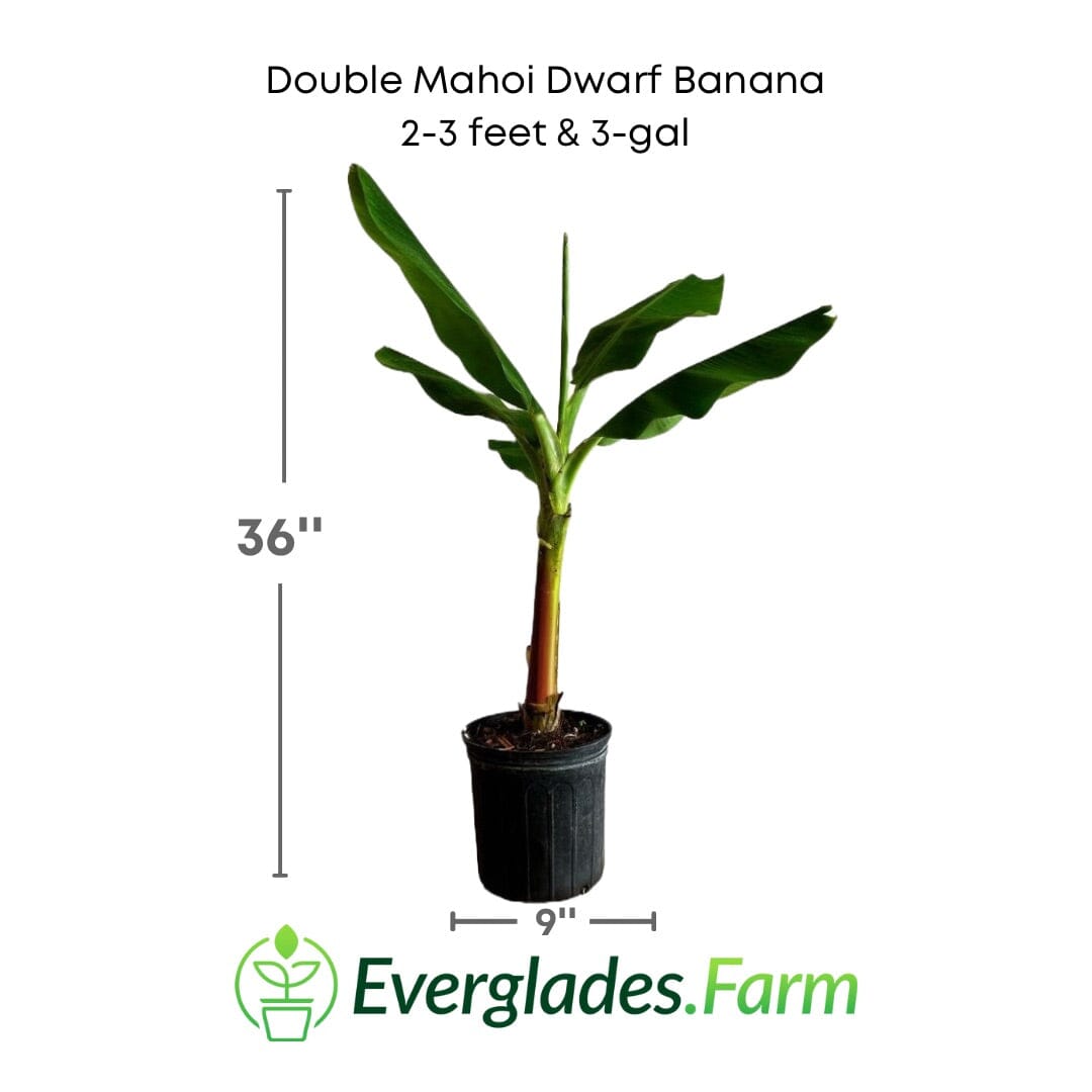 Double Mahoi Dwarf Banana Plant