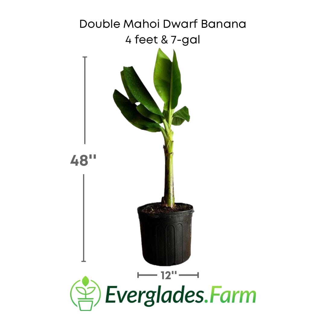 Double Mahoi Dwarf Banana Plant